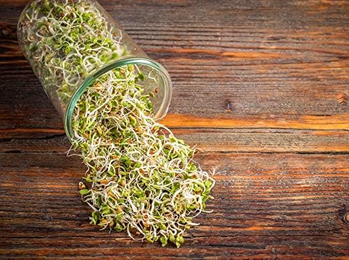 Food to Live - Radish Seeds for Sprouting, 3 Pounds Edible Seeds, Pure, Vegan, Kosher, Bulk. Rich in Vitamin C. High Germitation Rate. Grow Sprouts, and Microgreens for Salad, Sandwiches, Rolls.