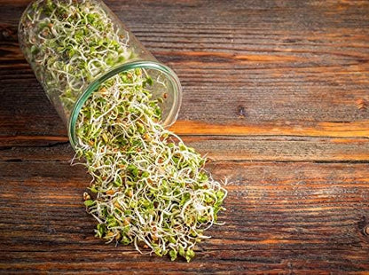Food to Live - Radish Seeds for Sprouting, 1 Pound Edible Seeds, Pure, Vegan, Kosher, Bulk. Rich in Vitamin C. High Germitation Rate. Grow Sprouts, and Microgreens for Salad, Sandwiches, Rolls.