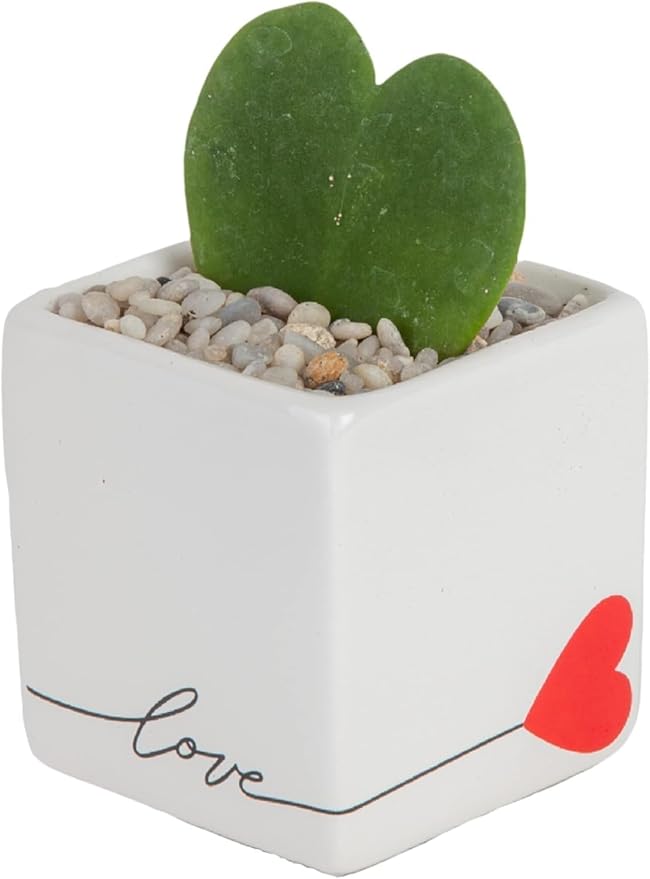 Costa Farms Hoya Heart Live Plant in Decorative Pot, Easy to Maintain Succulent Indoor Houseplant, Perfect for Home, Room, or Office Decor, Great House Warming or Birthday Gift, 5 Inches Tall