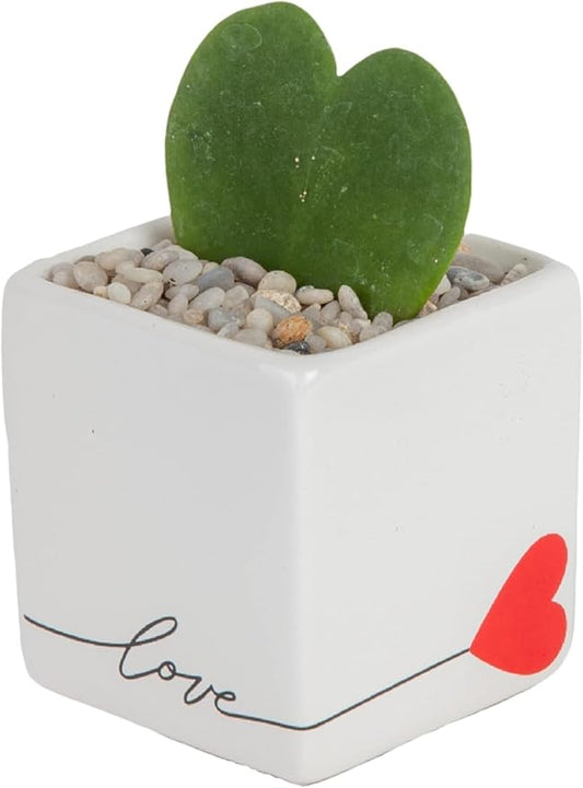 Costa Farms Hoya Heart Live Plant in Decorative Pot, Easy to Maintain Succulent Indoor Houseplant, Perfect for Home, Room, or Office Decor, Great House Warming or Birthday Gift, 5 Inches Tall