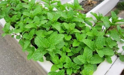 Set of 3 Vietnamese Vegetables Ngò GAI, Rau Càng Cua và Rau húng lủi Culantro Thai Parley, peperomia pellucida Plant Seeds and Vietnamese Perilla Seeds 1000++ Seeds/Bag