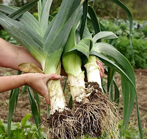 Seeds Leek Autumn Giant Onion - Heirloom Vegetable - GMO Free