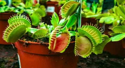 Venus Fly Trap, Pitcher, Butterworts, Bladderworts Drosera Carnivorous Plant Potting Soil Mix Peat Moss & Perlite (½ Gallon / 2 quarts).