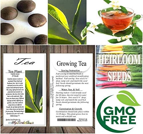 Big Pack - (25) Tea Plant Seed - Camellia sinensis - Edible Flower Seeds (Big Pack - Tea Plant)