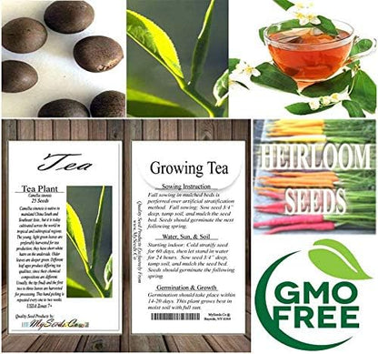 Big Pack - (25) Tea Plant Seed - Camellia sinensis - Edible Flower Seeds (Big Pack - Tea Plant)