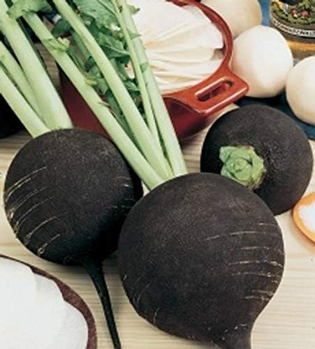 Black Radish Non GMO Vegetable for Planting