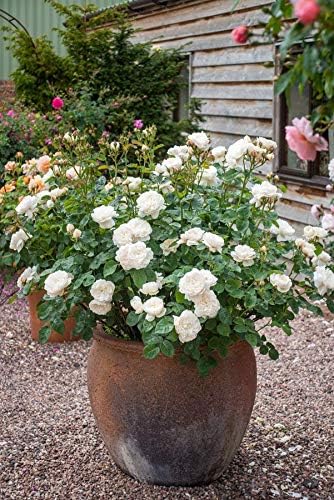 Vacation Water Keeper Pads for Hanging Baskets, Potting and Container Plants, Reduces Plant Watering. Set of 8