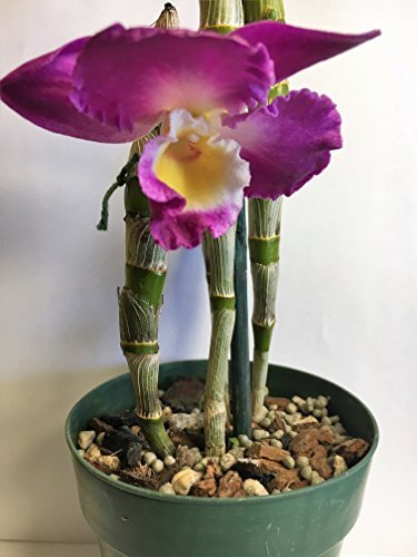 Nutricote 18-6-8 Slow-Release Orchid Fertilizer 15 oz – 180-Day All-Purpose