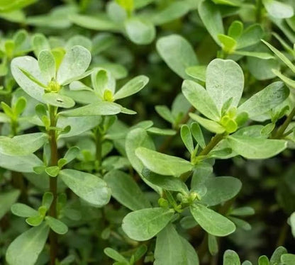 7000+ Green Purslane Seeds – 1 oz Non-GMO Heirloom Vegetable Seeds for Planting – Fast-Growing, High-Yield, Organic Garden Seeds for Outdoor Planting