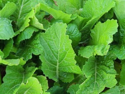 Mustard Florida Broadleaf Great Garden Vegetable Heirloom by Seed Kingdom 60,000 Seeds