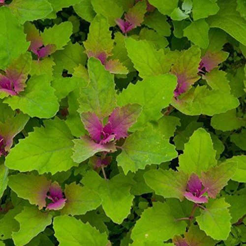 Palm Beach Medicinal Herbs - Magentaspreen Tree Spinach (Chenopodium giganetum) - Packet of 40 Seeds