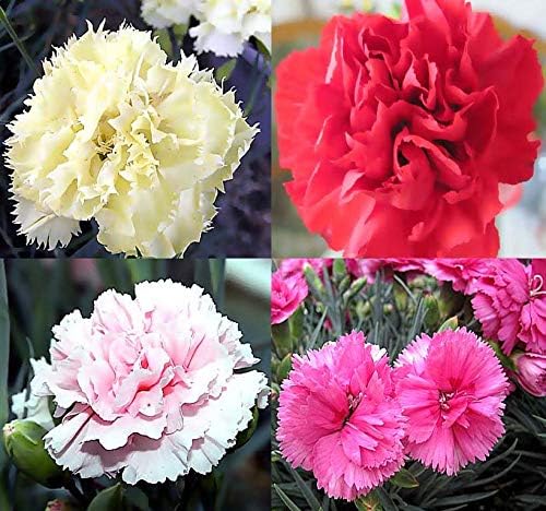 Big Pack - Clove Carnation Seed (5,000 Seeds) - Dianthus caryophyllus Chabaud Mix - Edible Flower Seeds (Big Pack - Clove Carnation)