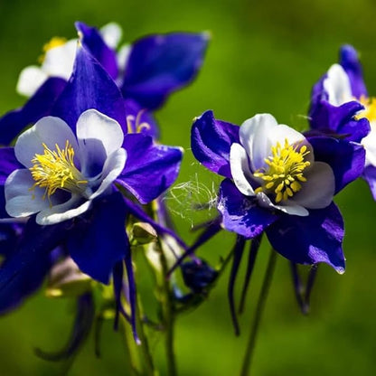 1000 Columbine Seeds (Aquilegia) – Perennial Non-GMO Flower Seeds That Attract Hummingbirds, Bees & Butterflies for Gardens, Borders, Cut Flowers & Pollinator Beds