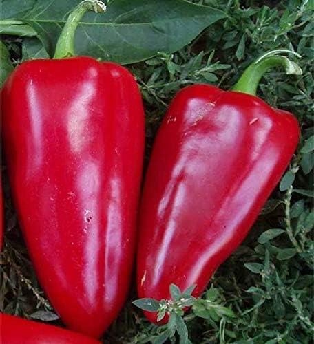 Seeds Sweet Bell Pepper Red Giant Non GMO Heirloom