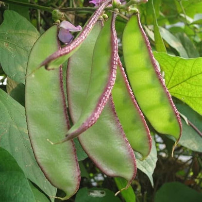 10+ Hyacinth Bean Seeds Climbing Vine Asian Purple Beans Akhana Fujimame Vegetable Planting