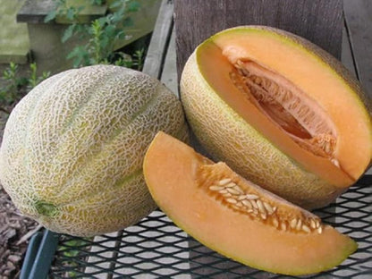 Seeds Charentais Melon Cantaloupe Non GMO Heirloom