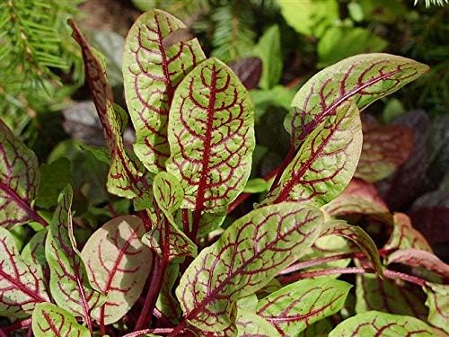 Seeds Herb Sorrel Bloody Dock Red Veined - 100 Seeds