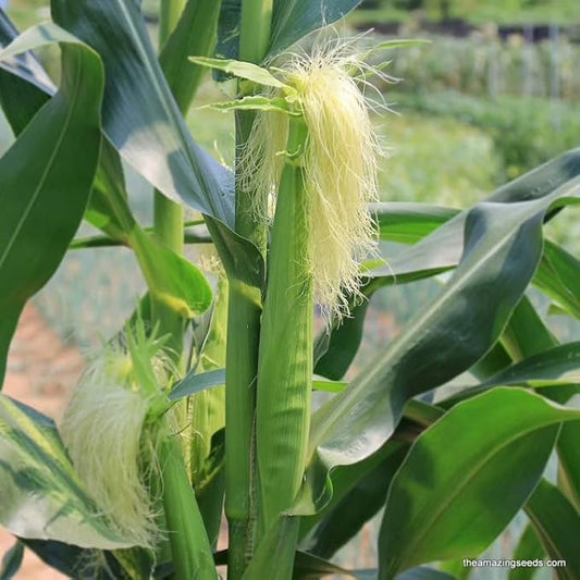 TomorrowSeeds - Baby Corn Seeds - 100+ Count - for 2026 Planting Asian Miniature Sweet Chinese Takeout Immature Young Early Indian Native Soft Vegetable Grow Your Own Home Farm Patio Healthy