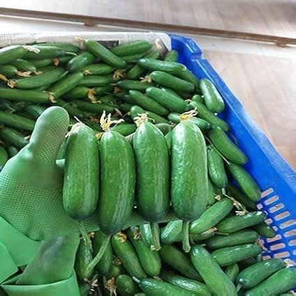 100+ Cucumber Mix Seeds 12 Asian Varieties Non-GMO Delicious and Crispy, Rare and Super Prolific, Cucumis sativus, American, Korean, Japanese, Vietnamese Cucumber, Dưa nếp Hàn, Việt NAM, Mini Size