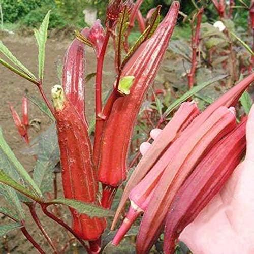 Seeds Alabama Red Okra (Bamia, Lady Finger) Heirloom Vegetable Non GMO