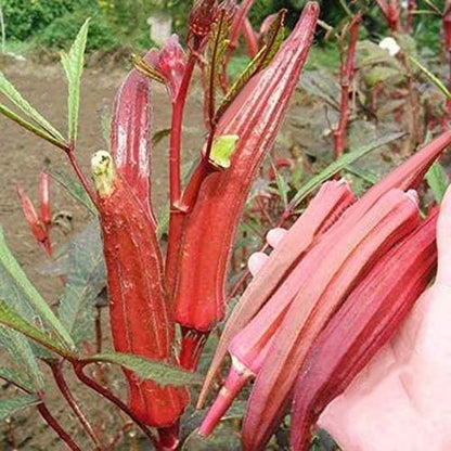 Seeds Alabama Red Okra (Bamia, Lady Finger) Heirloom Vegetable Non GMO