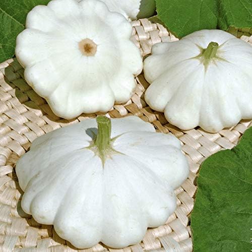 Seeds Vegetable White Patty Pan Squash Scallop Zucchini - 30 Seeds