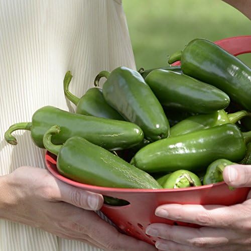 Park Seed Park's Whopper Jalapeño Pepper Seeds – Large, Spicy 2.6 oz Peppers, 2100–2500 Scovilles, High-Yielding and Disease Resistant, Great for Salsas, Pickling, and Grilling – Pack of 15 Seeds