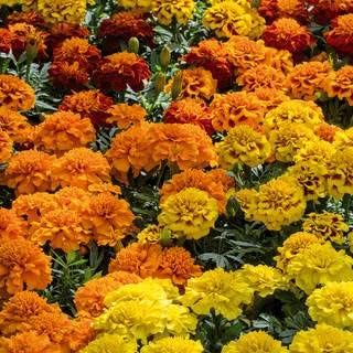 Park Seed Super Hero Mix Marigold Flower Seeds – AAS Winner with Burgundy and Gold Crested Blooms, Compact 8–10 Inch Plants, Nonstop Summer Color for Beds, Borders, or Containers – Pack of 50