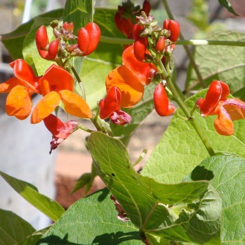 Seed Needs Scarlet Emperor Runner Bean Seeds to Plant | 2 Ounce 65+ Seeds Phaseolus Vulgaris Non GMO Heirloom Vegtable Seed | Vegtable Bean Seed Garden Variety Favoite Prolific Yields | Bulk