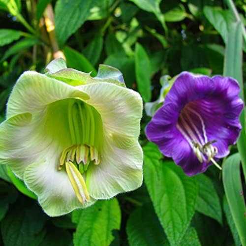20+ Seeds Cathedral Bells (Cup and Saucer Vine, Cobaea) - Flower Mix