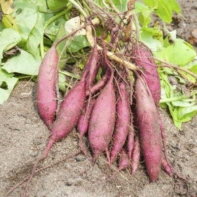 Generic 50pcs Sweet Potato Vegetable Seeds Purple
