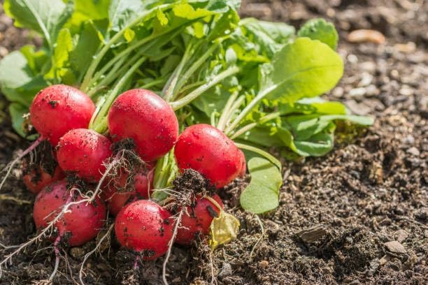 Park Seed Radish Vegatable Plant Seeds, Easy to Grow, Variety of Colors, Spring Garden, Rudolf Organic, Pack of 200