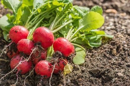 Park Seed Radish Vegatable Plant Seeds, Easy to Grow, Variety of Colors, Spring Garden, Rivoli Hybrid, Pack of 100