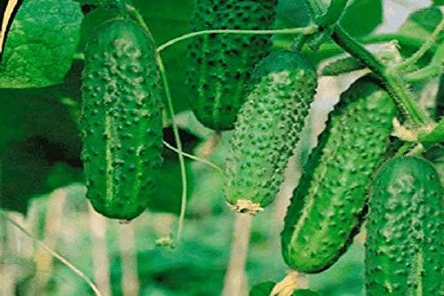 Seeds Vegetable Indoor Cucumber Self-Pollinating Close Family F1 All Seasons Vine Plant for Pickling - 20 Seeds