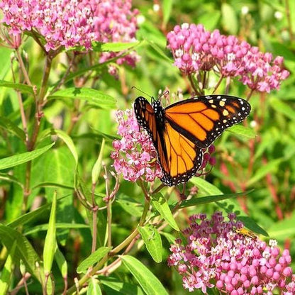 Outsidepride Swamp Milkweed Seeds - 1000 Pcs Perennial, Heat & Humid Tolerant, Pollinator-Friendly Wildflower Seeds, Ideal for Monarch Butterflies, Cut Flowers, Borders, or Meadows