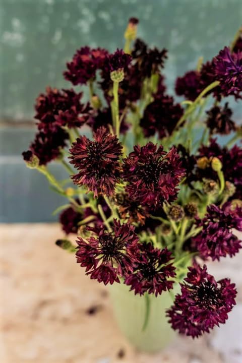 TomorrowSeeds - Black Ball Bachelor Button Seeds - 3000+ Count - for 2026 Planting Centaurea Cyanus Dark Purple Cornflower Edible USA Garden Corn Flower Grow Your Own Home Farm Patio Healthy