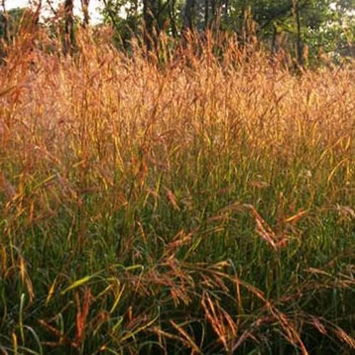 Outsidepride Perennial Andropogon Big Bluestem Grass Seed - 10 lbs. Warm Season, Drought Resistant, Native Prairie Grass Seed, Ideal for Erosion Control, Ornamental Landscaping & Wildlife Gardens