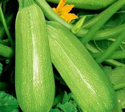 30+ Squash Zucchini Seeds Non-GMO Summer Squash Cucurbita Pepo Mexican Grey Squash Heirloom Vegetable