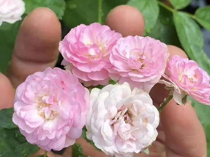 50+ Pink White Rose Seeds Fragrant Rose Flowers Garden Planting