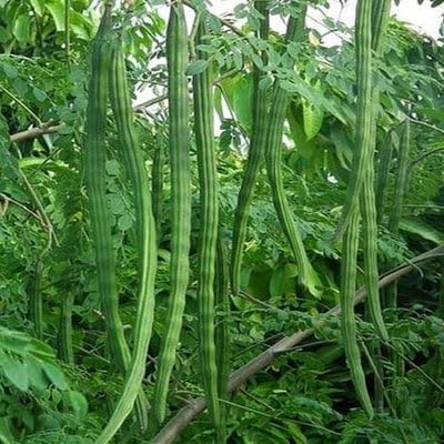 Indian Moringa Seeds High-Yield Drumstick Seeds for Home Garden, Terrace Gardening, Organic Vegetable Farming, Easy to Grow, Fast Germination, Suitable for Pots and Outdoor Planting (Pack of 15)
