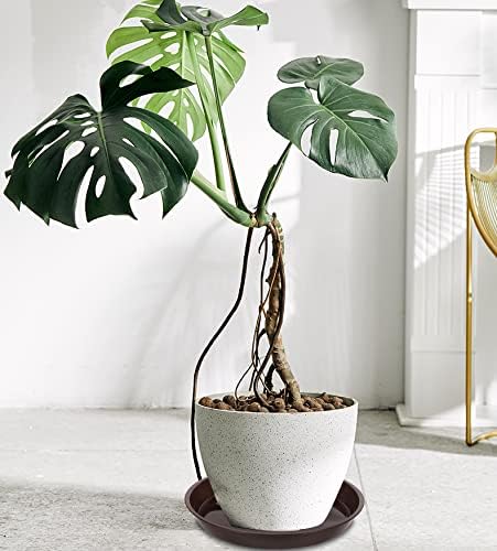 6 Pack of 12 inch Plant Saucer, Plastic Plant Saucer 12" Round, Plant Saucers for Indoors, Plant Water Tray, Plant Trays for Pots, Planter Tray, Plant Saucers for Planter 11-13" (12", Brown)