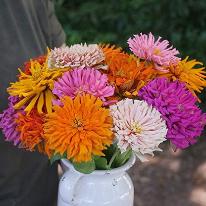 Park Seed Zinnia Flower Planting Seeds, Easy to Grow, Perfect for Spring Garden, Giant Cactus Mix, Pack of 50