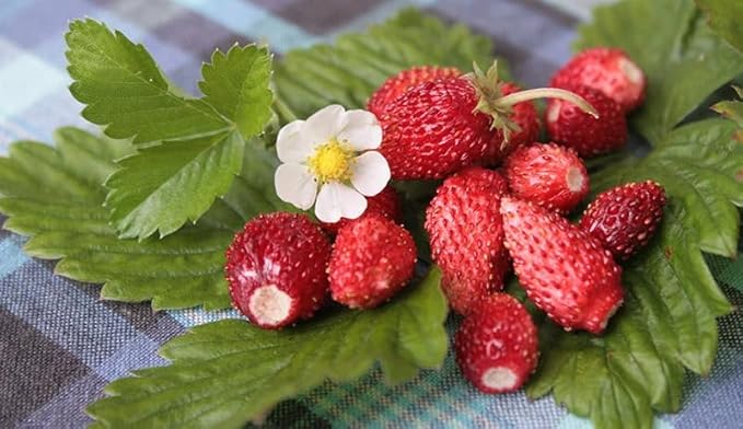 250+ Wild Strawberry Seeds Fragaria Vesca Fresh Fruits Garden Planting