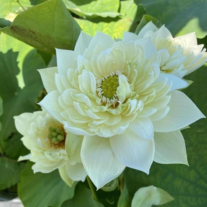 Chalily Aquatic Planting Bundle for Waterlilies, Bog Plants, Lotus Easy Water Lily Plant Kit Hardy Tropical Waterlily Kit Pond Water Garden Aquatic Soil Pond Plants (16qt Soil, 16” Pot)