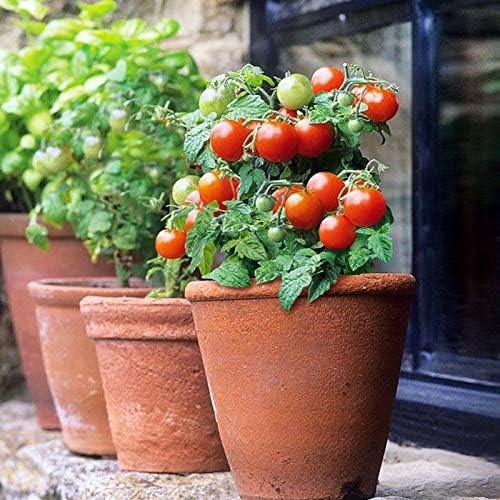 Seeds Red Dwarf Tomato Indoor Determinate Non GMO Heirloom