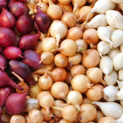 TomorrowSeeds - 3 Colors Mix Onion Sets (Bulbs) Seeds - 25+ Count - for 2026 Planting Yellow, Red, White Gardening Excellent Storage Noon Intermediate Intermediate Day Neutral Onions Grow Your Own