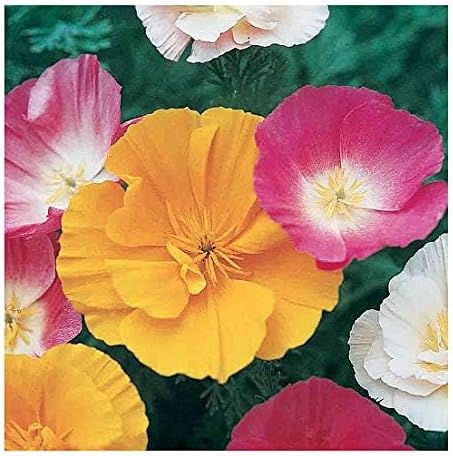 Mission Bells - California Poppy Mix Seeds - Approximately 3,200 Seeds