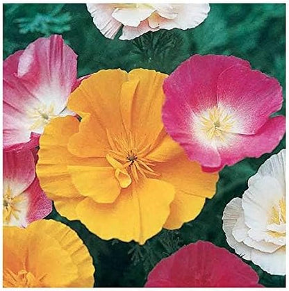 Mission Bells - California Poppy Mix Seeds - Approximately 3,200 Seeds