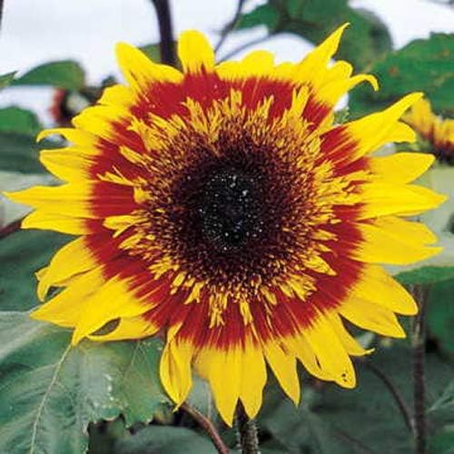 Outsidepride Joker Sunflower Seeds for Planting - 100 Pcs Annual, Easy to Grow Flower Seeds w/Vibrant, Abundant Blooms for Cut Flower Arrangements & Pollinator & Vegetable Gardens