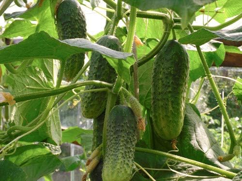 Seeds Vegetable Indoor Cucumber Self-Pollinating Close Family F1 All Seasons Vine Plant for Pickling - 20 Seeds